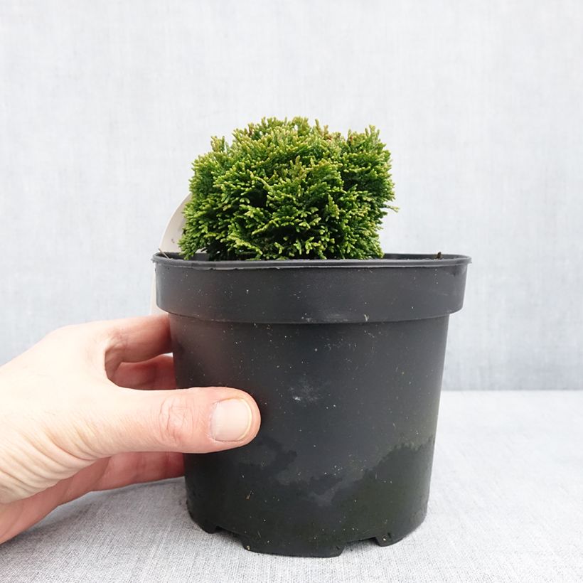 Amostra de Faux cyprès du Japon - Chamaecyparis obtusa Juniperoides               Vaso de 2 L/3 L tal como entregue no inverno