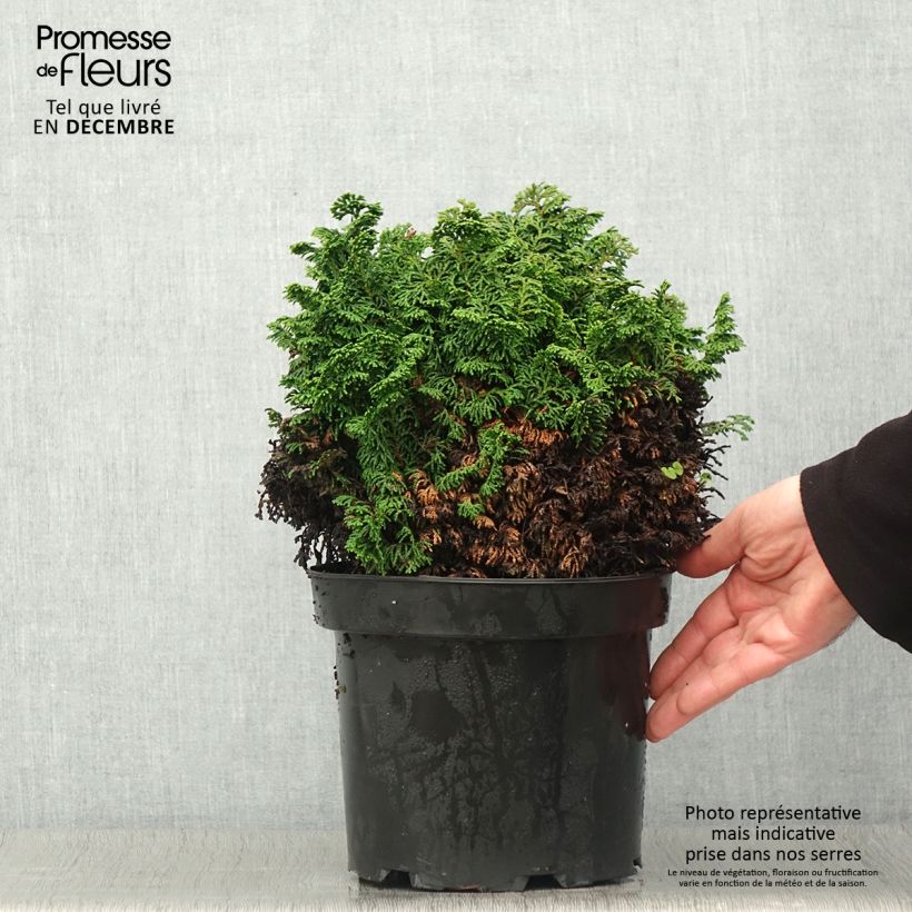 Amostra de Chamaecyparis obtusa Kosteri Vaso de 4 L/5 L tal como entregue no outono
