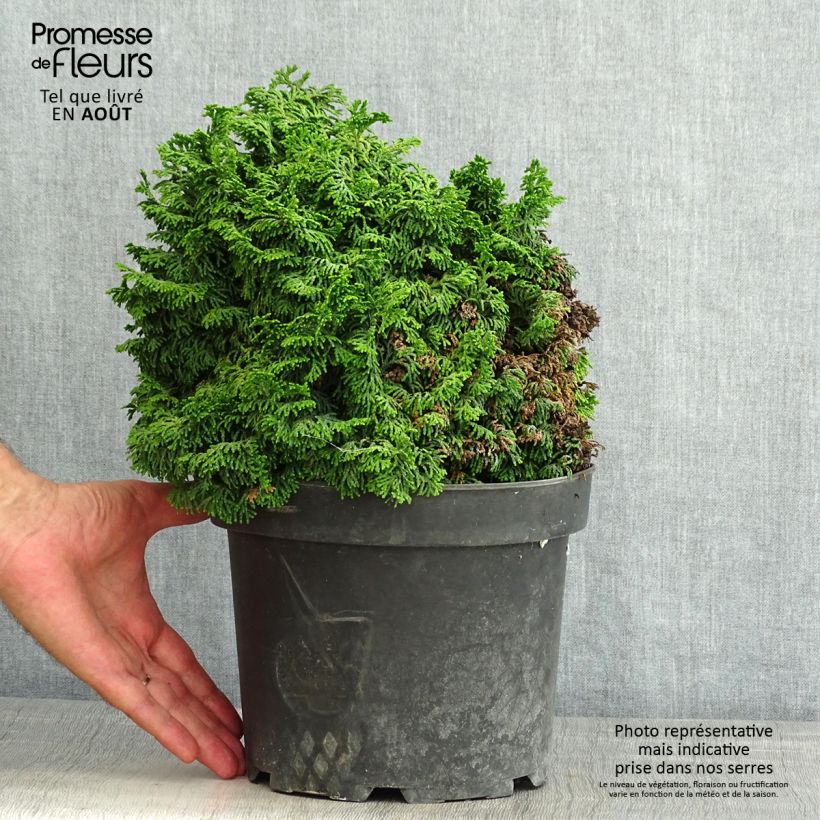 Amostra de Chamaecyparis obtusa Kosteri Vaso de 4 L/5 L tal como entregue no verão