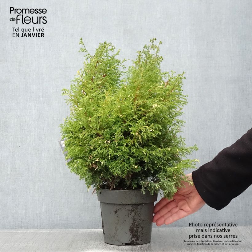 Amostra de Faux cyprès du Japon - Chamaecyparis obtusa Saffron Spray -               Vaso de 2 L/3 L tal como entregue no inverno