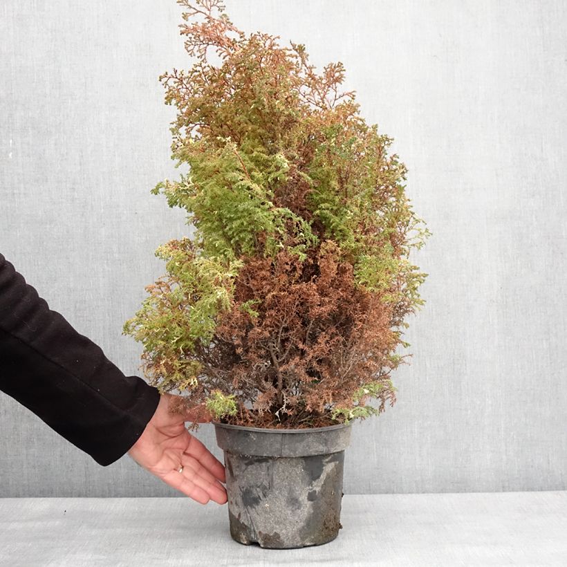 Amostra de Faux cyprès du Japon - Chamaecyparis obtusa Snowflake Vaso de 2 L/3 L tal como entregue no inverno