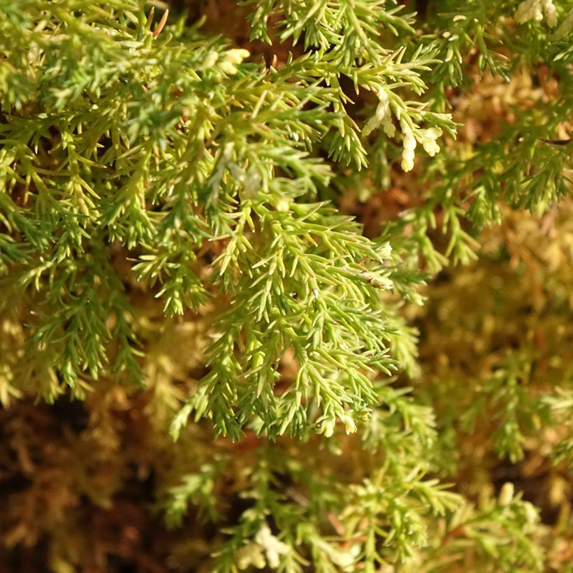 Chamaecyparis obtusa Snowflake (Folhagem)