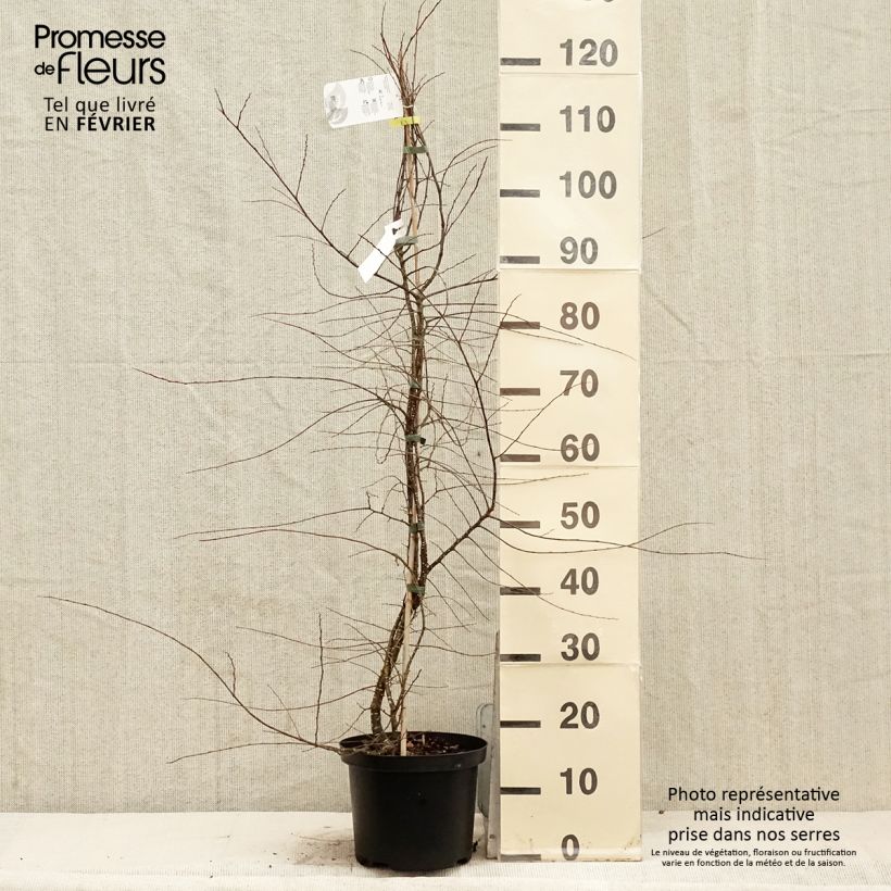 Amostra de Nothofagus antarctica Vaso de 4 L/5 L tal como entregue no inverno