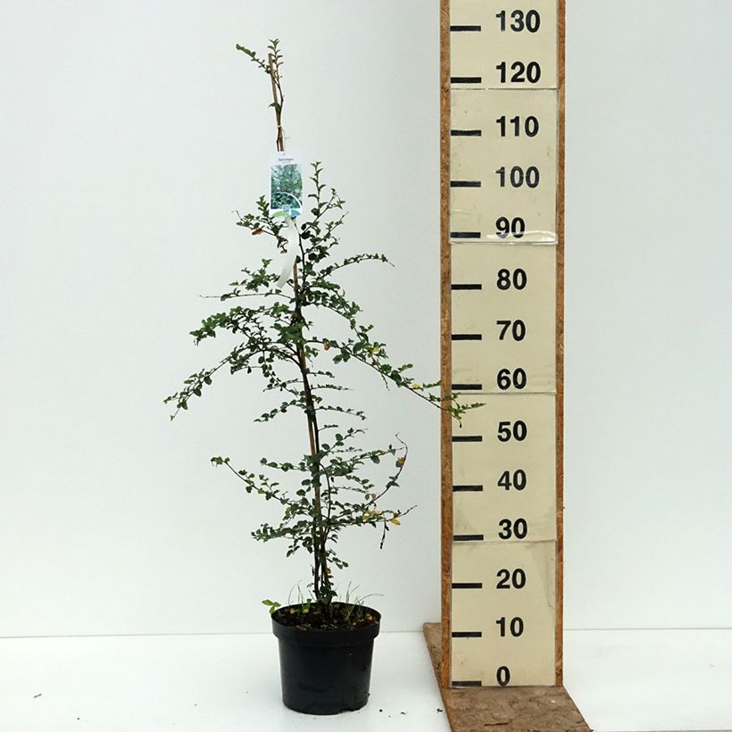 Amostra de Nothofagus antarctica Vaso de 4 L/5 L tal como entregue no verão