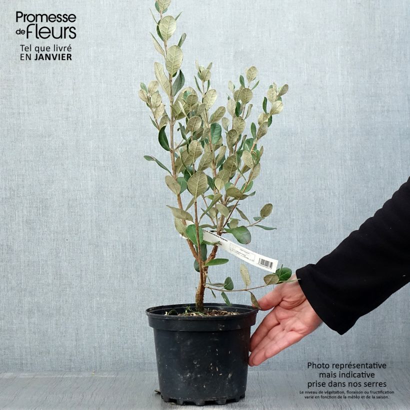 Amostra de Feijoa ou Acca sellowiana Apollo - Goyavier du Brésil Vaso de 3 L/4 L tal como entregue no inverno