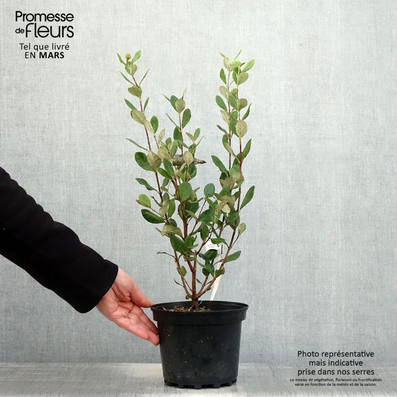 Amostra de Feijoa / Goiaba-serrana Apollo - Goiabeira do Brasil Vaso de 2 L/3 L tal como entregue na primavera