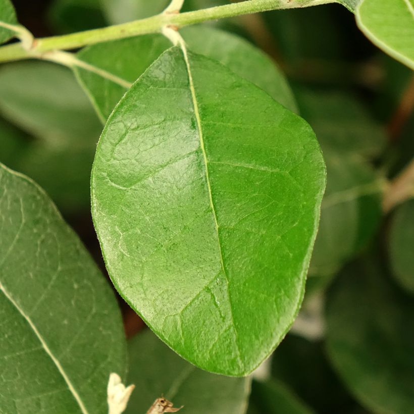 Feijoa / Goiaba-serrana Apollo - Goiabeira do Brasil (Folhagem)