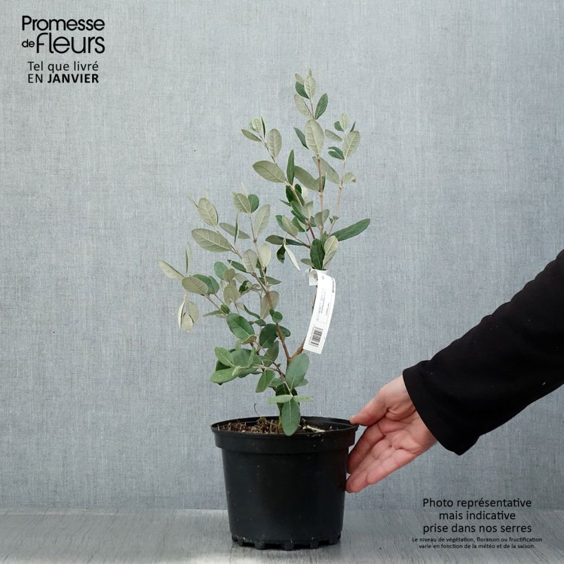 Amostra de Feijoa ou Acca sellowiana Mammouth - Goyavier du Brésil Vaso de 3 L/4 L tal como entregue no inverno