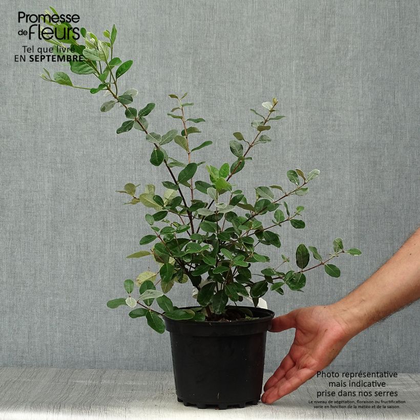 Amostra de Goiabeira-serrana Triumph - Feijoa sellowiana Vaso de 3 L/4 L tal como entregue no outono