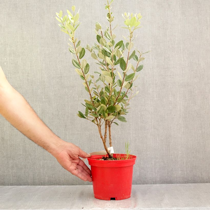 Amostra de Goiabeira-serrana Triumph - Feijoa sellowiana Vaso de 3 L/4 L tal como entregue no verão