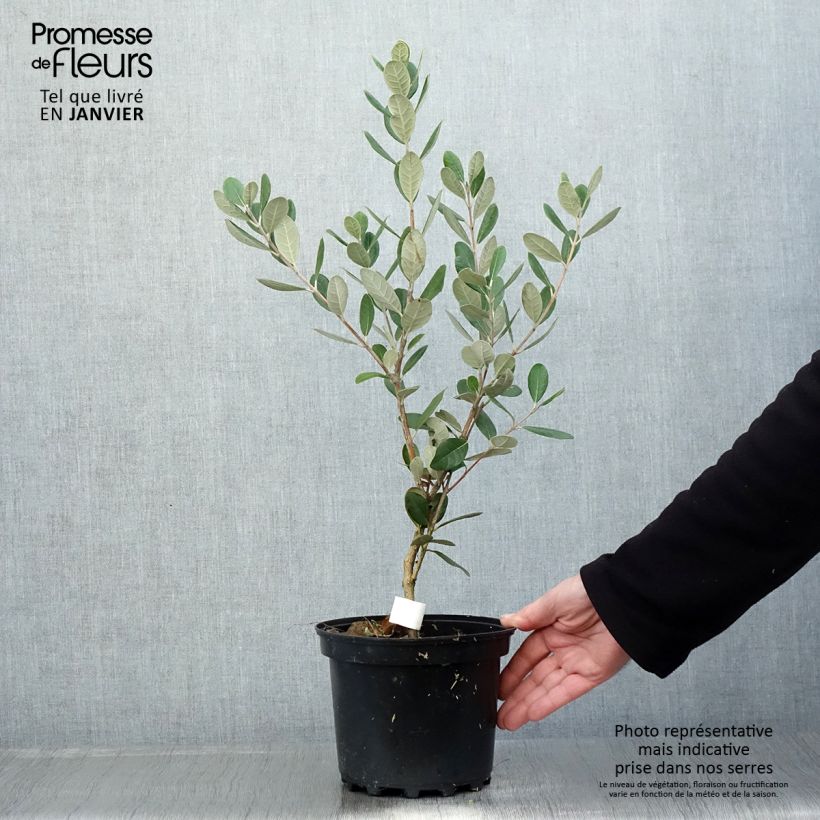 Amostra de Feijoa ou Acca sellowiana Triumph - Goyavier du Brésil Vaso de 3 L/4 L tal como entregue no inverno