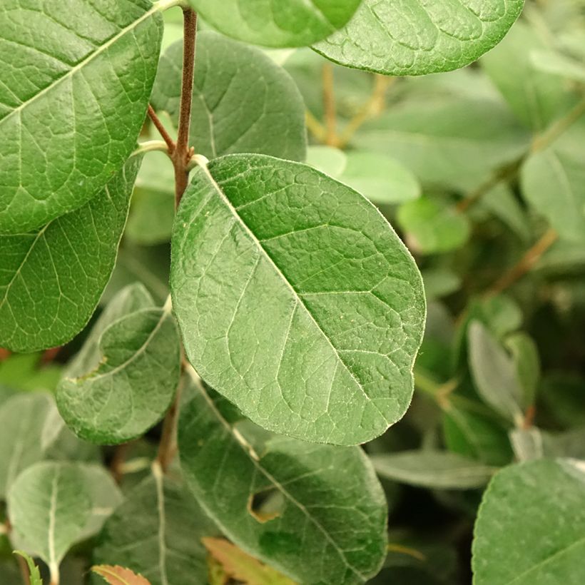 Goiabeira-serrana Triumph - Feijoa sellowiana (Folhagem)