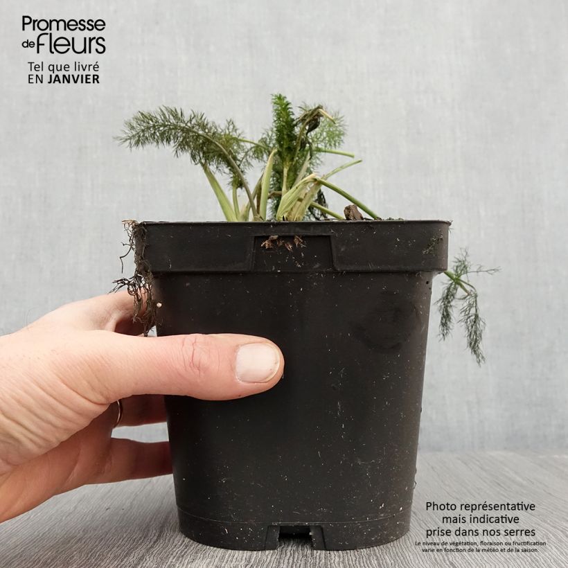 Amostra de Foeniculum vulgare Bronze Vaso de 2 L/3 L tal como entregue no inverno