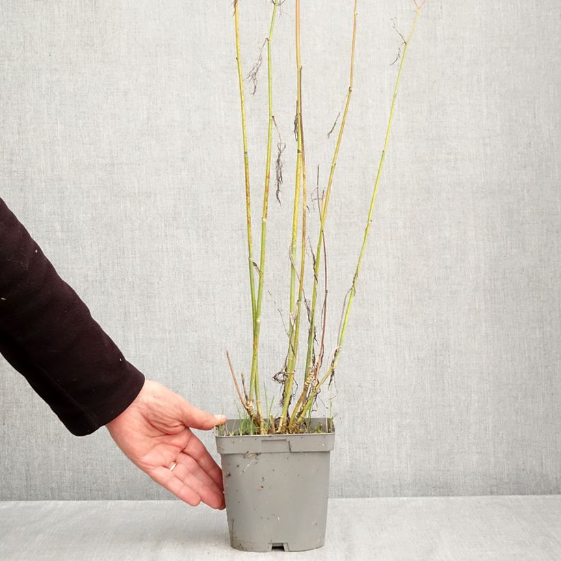 Amostra de Foeniculum vulgare Bronze Vaso de 2 L/3 L tal como entregue no outono