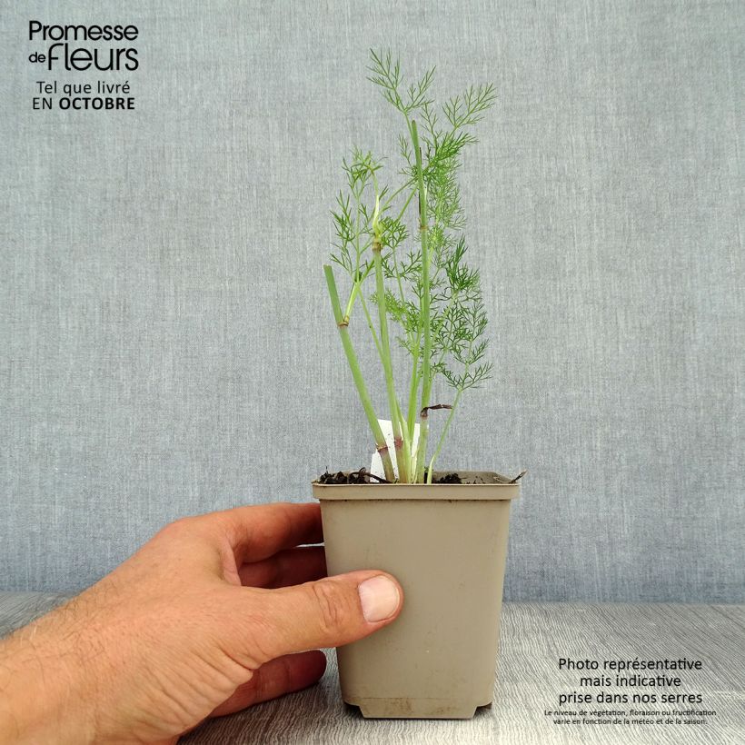 Amostra de Foeniculum vulgare Vaso de 7/8 cm tal como entregue no outono