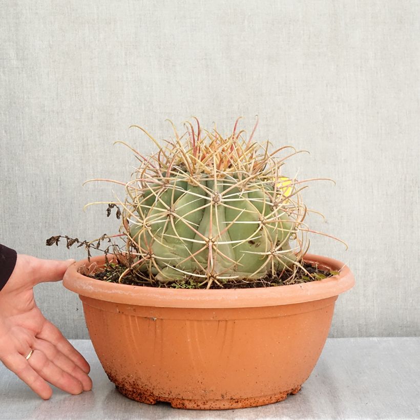 Amostra de Ferocactus emoryi Taça de 7,5 L/10 L tal como entregue no outono