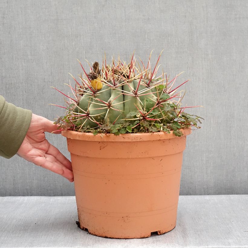 Amostra de Ferocactus emoryi - Cactus tonneau rouge Coupe 7,5L / 10L tal como entregue no inverno