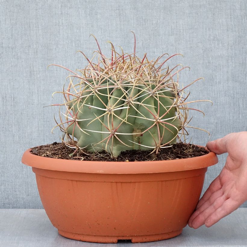 Amostra de Ferocactus emoryi Taça de 7,5 L/10 L tal como entregue na primavera