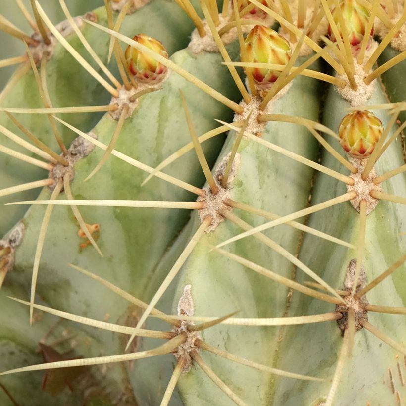 Ferocactus glaucescens (Folhagem)