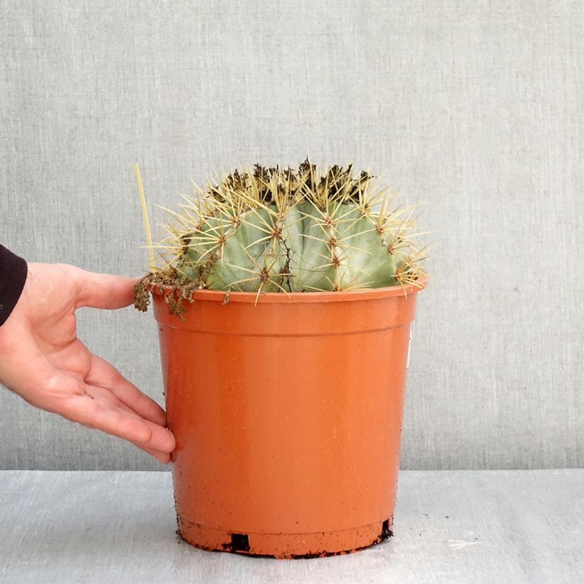Amostra de Ferocactus glaucescens Vaso de 4 L/5 L tal como entregue no outono