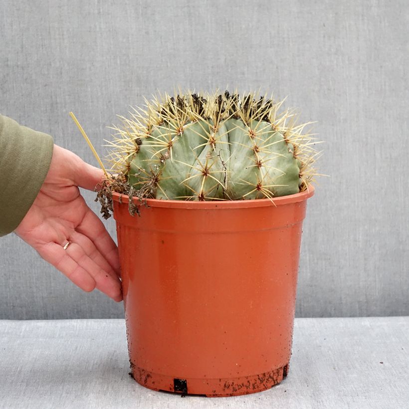 Amostra de Ferocactus glaucescens - Cactus tonneau Pot de 4L/5L tal como entregue no inverno