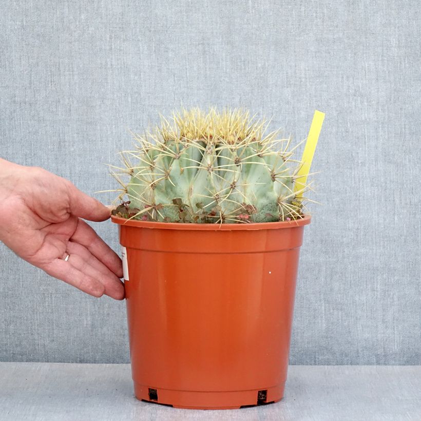 Amostra de Ferocactus glaucescens Vaso de 4 L/5 L tal como entregue na primavera