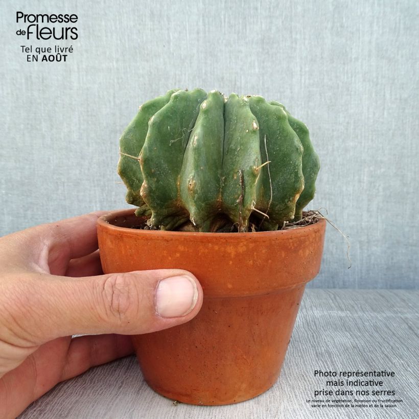 Amostra de Ferocactus glaucescens Inermis Vaso de 12 cm/13 cm tal como entregue no verão
