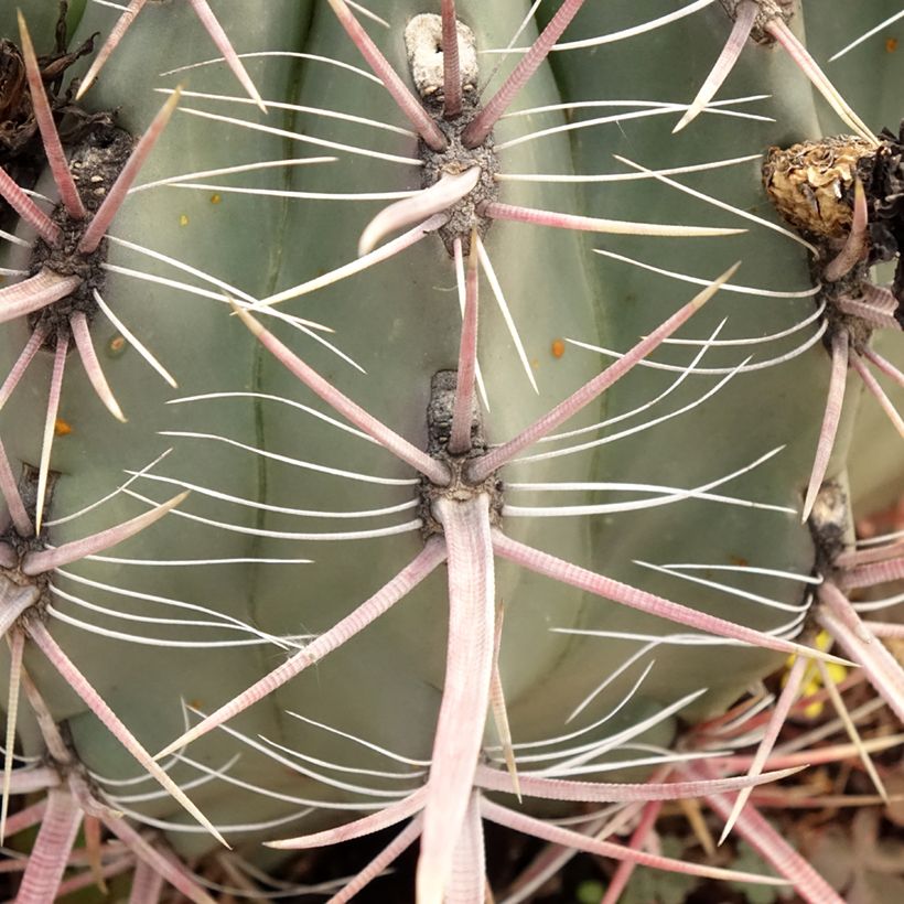 Ferocactus gracilis subsp. coloratus (Folhagem)