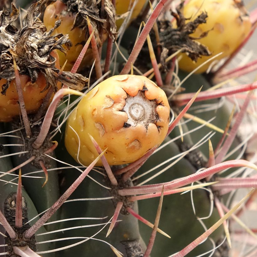 Ferocactus gracilis subsp. coloratus (Colheita)