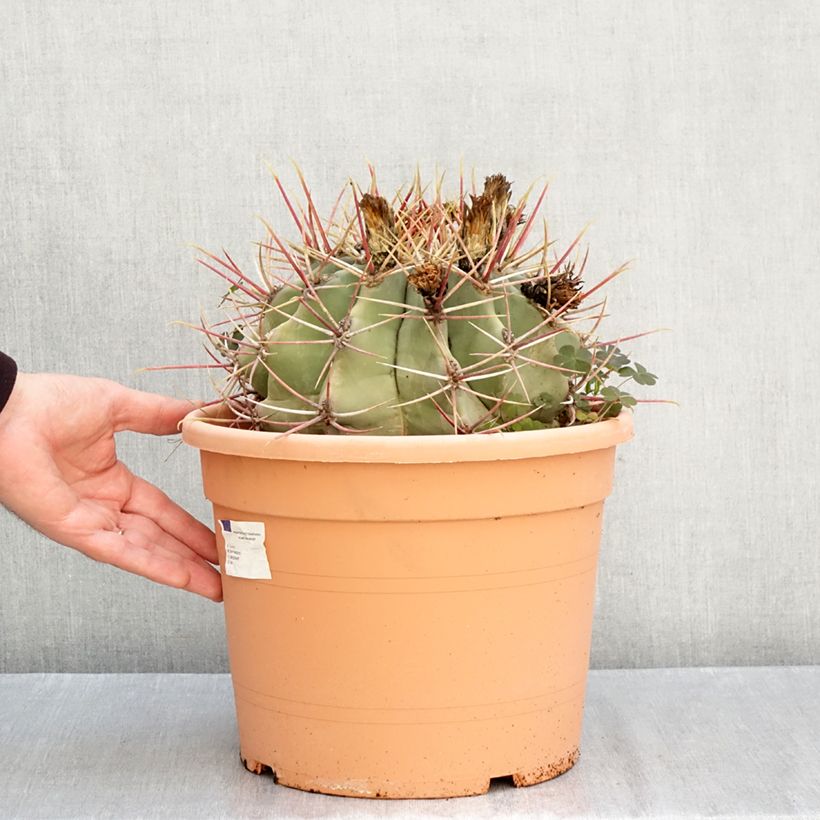 Amostra de Ferocactus gracilis subsp. coloratus Taça de 7,5 L/10 L tal como entregue no outono
