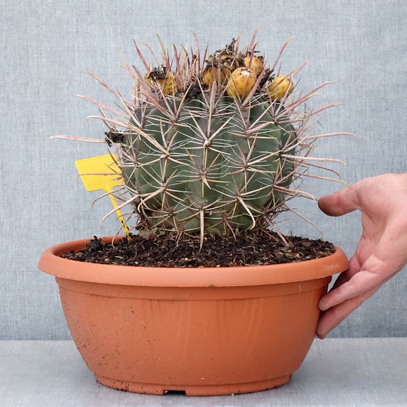 Amostra de Ferocactus gracilis subsp. coloratus Taça de 7,5 L/10 L tal como entregue na primavera