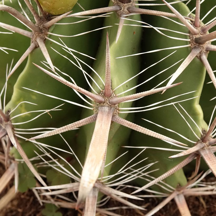 Ferocactus horridus (Folhagem)