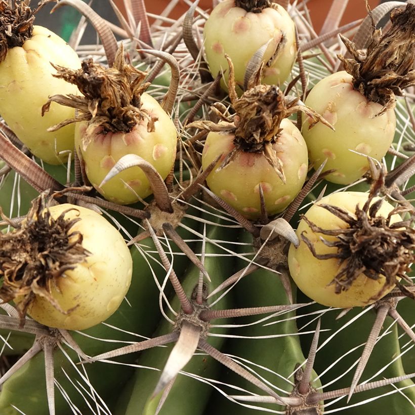 Ferocactus horridus (Colheita)