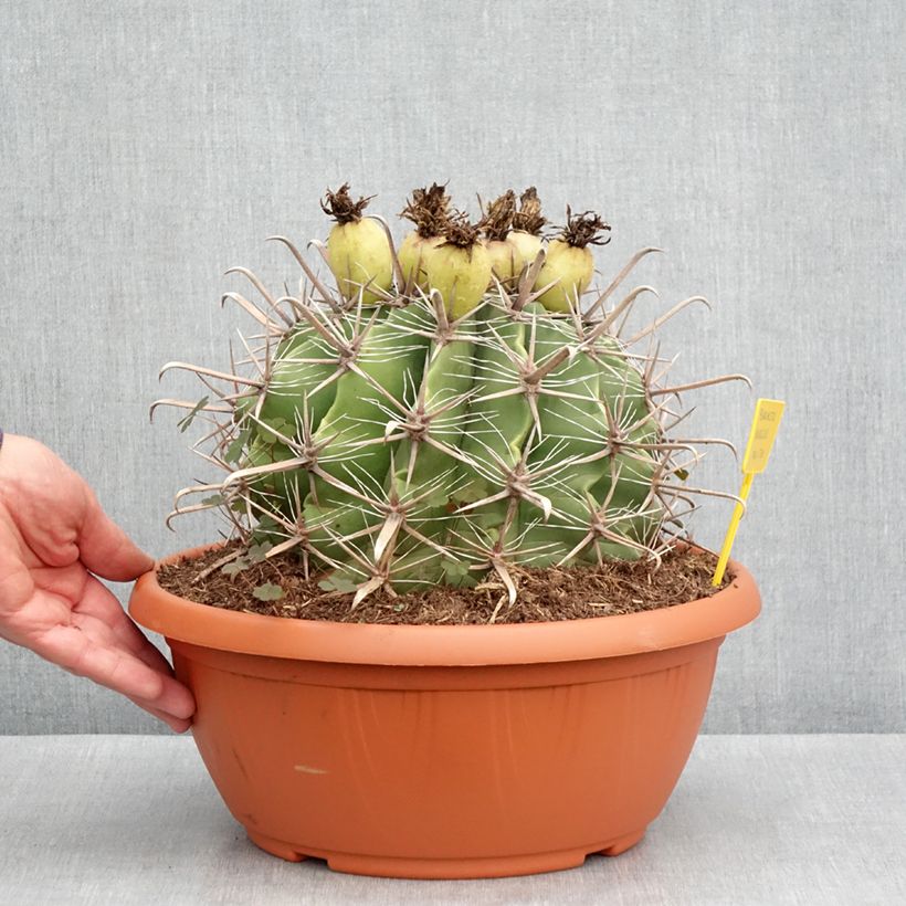 Amostra de Ferocactus horridus - Cactus tonneau Coupe 7,5L / 10L tal como entregue no inverno