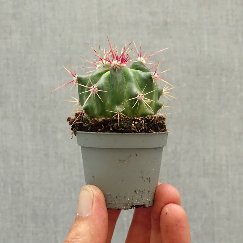Amostra de Ferocactus latispinus - Cactus tonneau Miniplanta tal como entregue na primavera