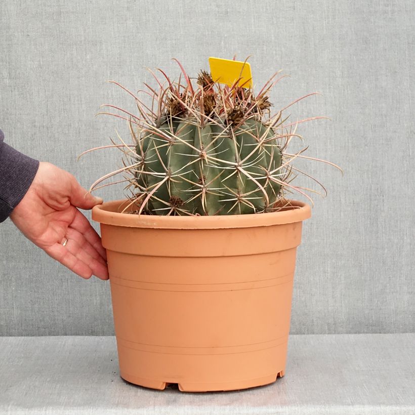 Amostra de Ferocactus rectispinus - Cactus tonneau Pot de 7,5L/10L tal como entregue no inverno