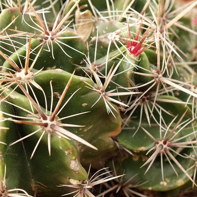 Ferocactus robustus (Folhagem)