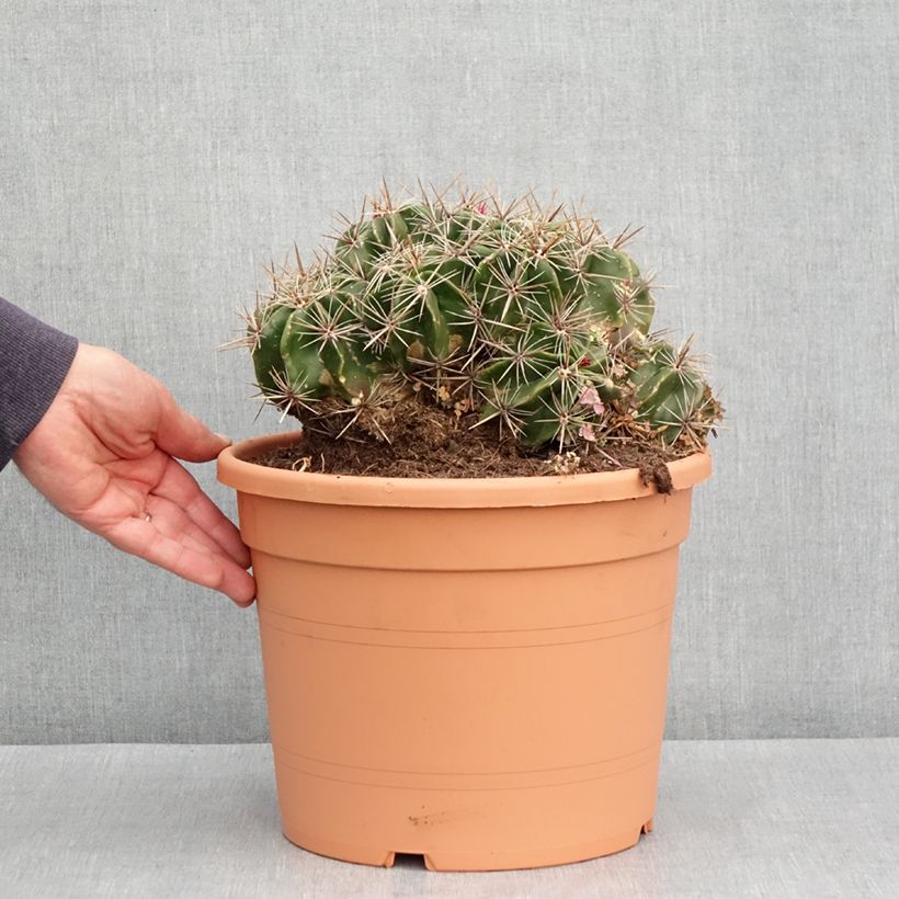 Amostra de Ferocactus robustus - Cactus tonneau Pot de 7,5L/10L tal como entregue no inverno