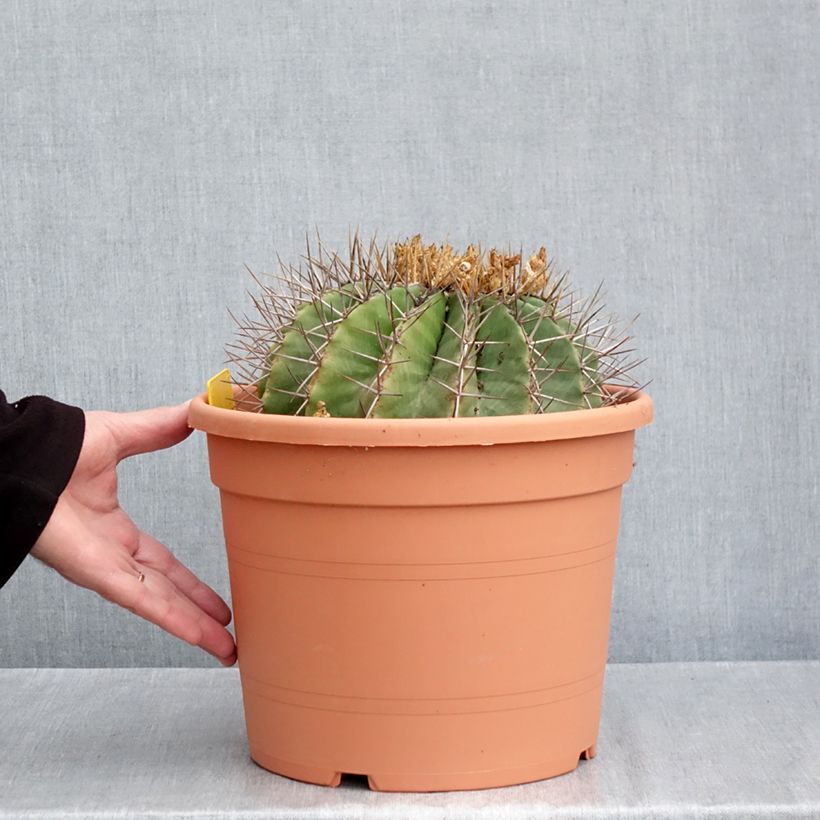 Amostra de Ferocactus schwarzii Vaso de 7,5 L/10 L tal como entregue no outono