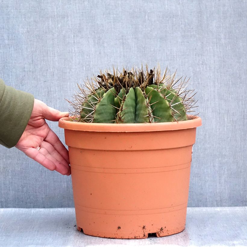 Amostra de Ferocactus schwarzii - Cactus barrique Pot de 7,5L/10L tal como entregue no inverno