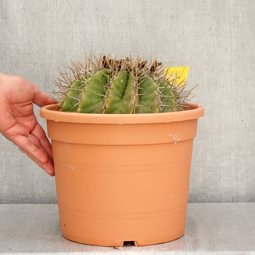 Amostra de Ferocactus schwarzii Vaso de 7,5 L/10 L tal como entregue na primavera