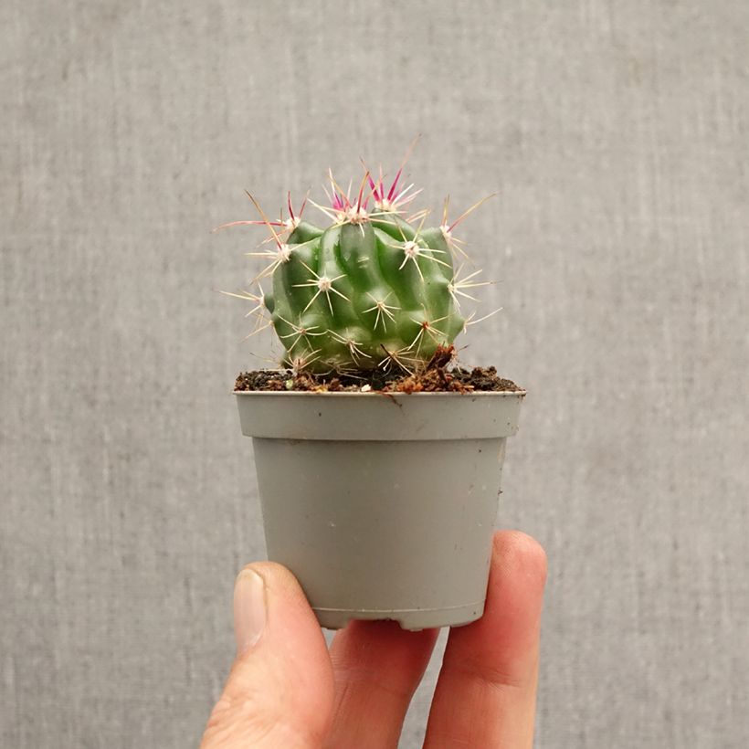 Amostra de Ferocactus stainesii Miniplanta tal como entregue na primavera