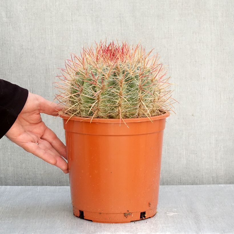Amostra de Ferocactus stainesii Vaso de 4 L/5 L tal como entregue no outono