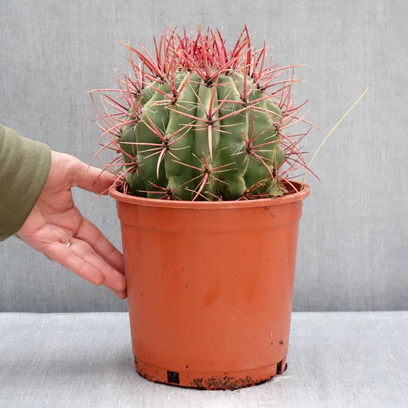 Amostra de Ferocactus stainesii - Cactus  Pot de 4L/5L tal como entregue no inverno