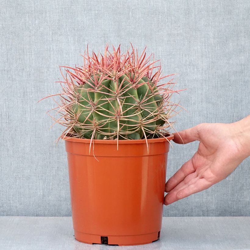 Amostra de Ferocactus stainesii Vaso de 4 L/5 L tal como entregue na primavera