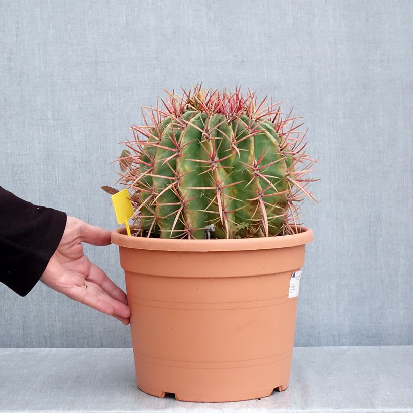 Amostra de Ferocactus stainesii var. pilosus Vaso de 7,5 L/10 L tal como entregue no outono