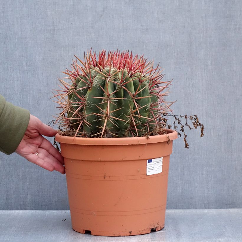 Amostra de Ferocactus stainesii var. pilosus - Cactus Pot de 7,5L/10L tal como entregue no inverno