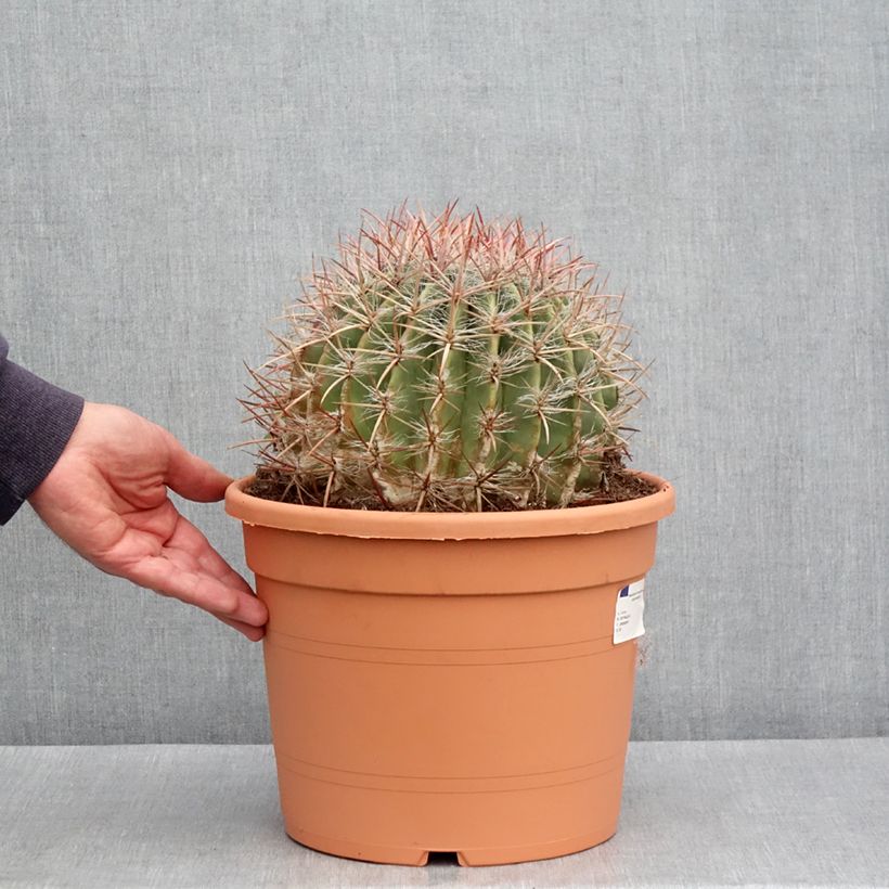 Amostra de Ferocactus stainesii var. pilosus Vaso de 7,5 L/10 L tal como entregue na primavera
