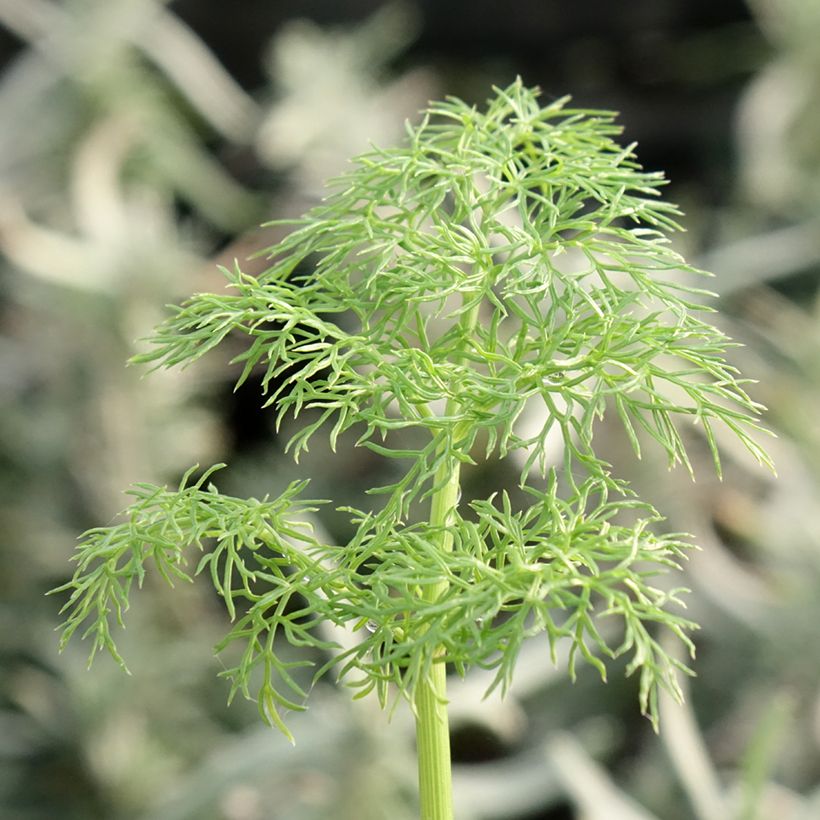 Ferula communis (Folhagem)