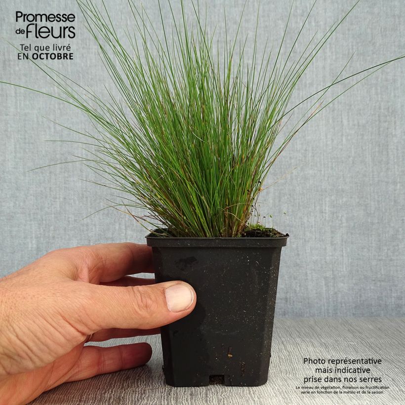 Amostra de Festuca amethystina Vaso de 8/9 cm tal como entregue no outono